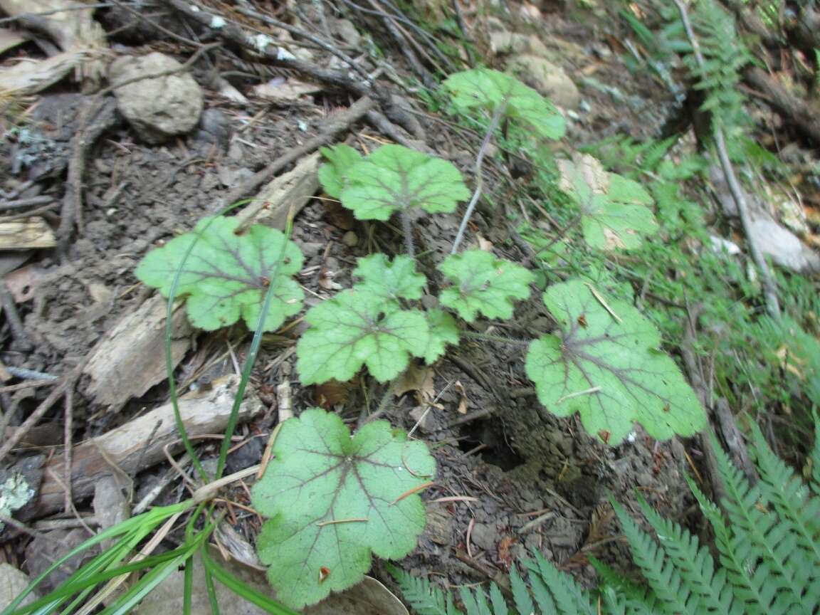 Image of crevice alumroot