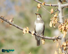 Imagem de Turdus atrogularis Jarocki 1819