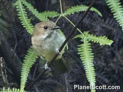 Image of Sulphur-bellied Whistler