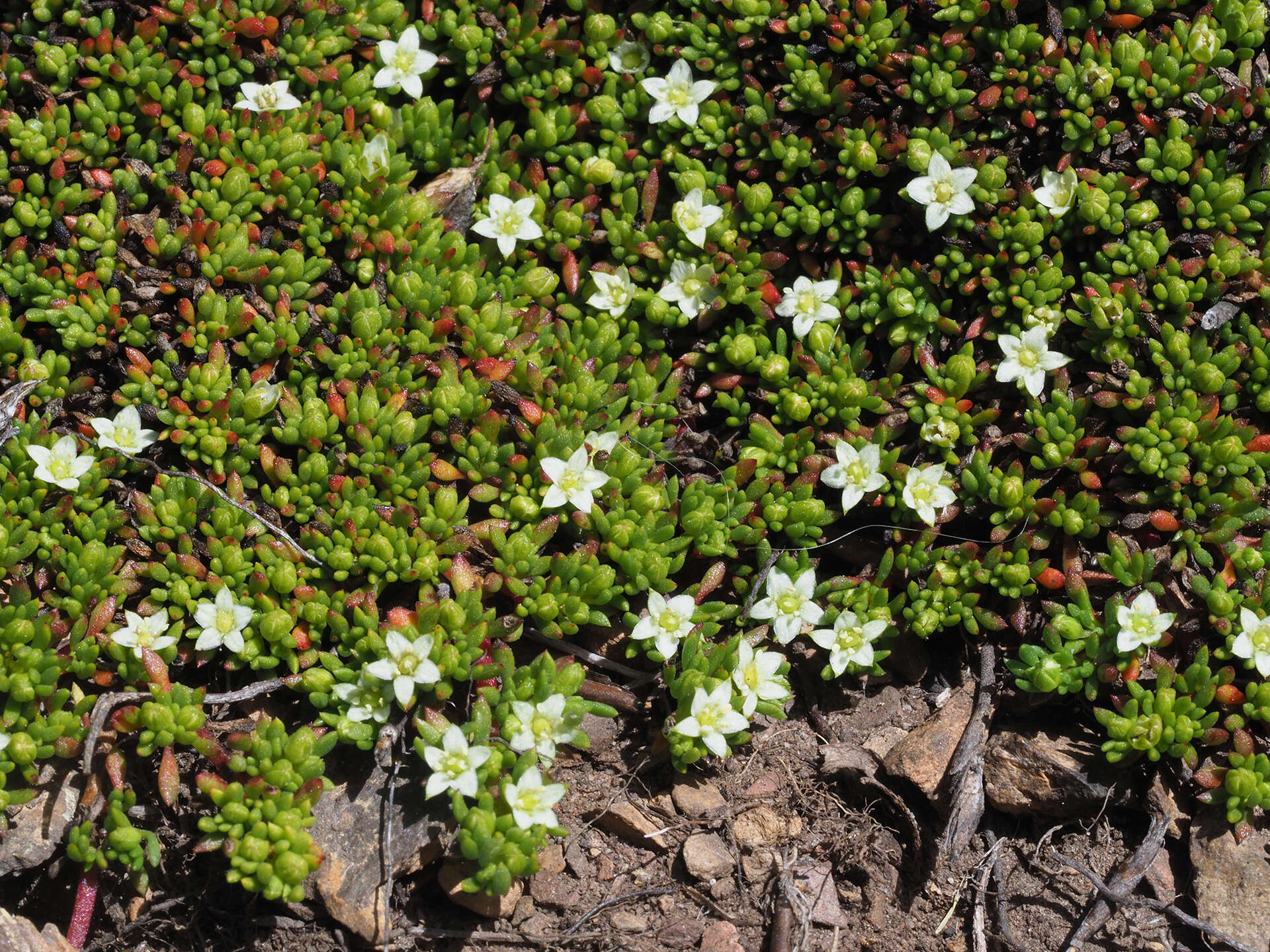 Image of Acrosanthes parviflora J. C. Manning & Goldblatt