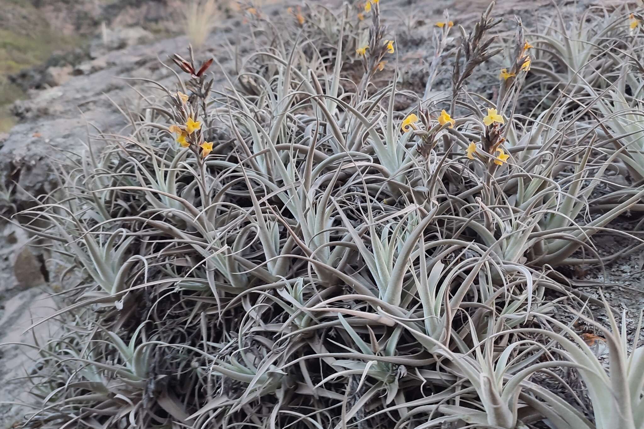 Imagem de Tillandsia humilis C. Presl