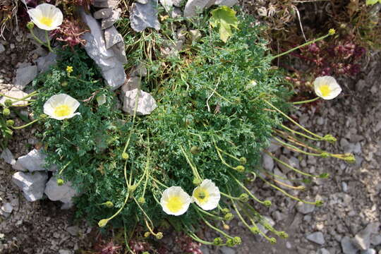 Image of Papaver ernesti-mayeri (Markgraf) T. Wraber