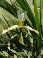 Image of Iris halophila Pall.