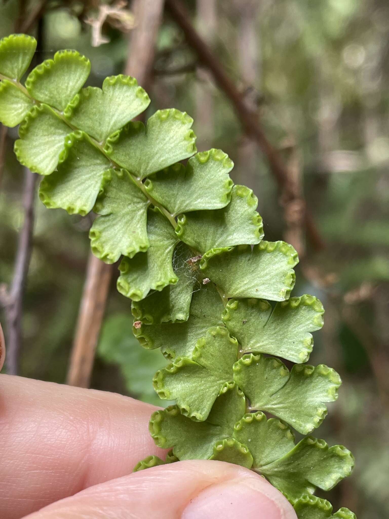 Sivun Odontosoria scandens (Desv.) C. Chr. kuva