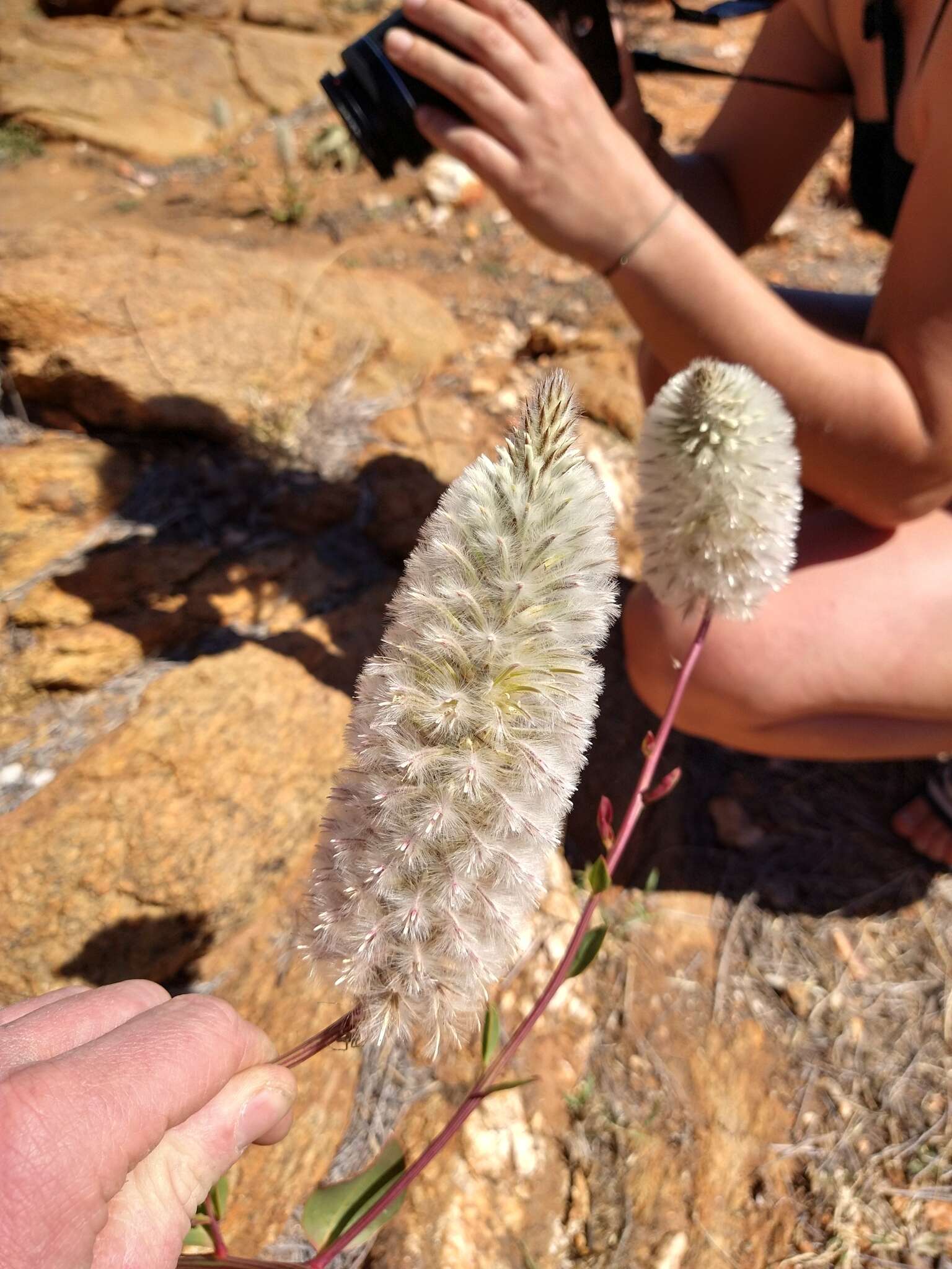 Ptilotus nobilis F. Müll.的圖片