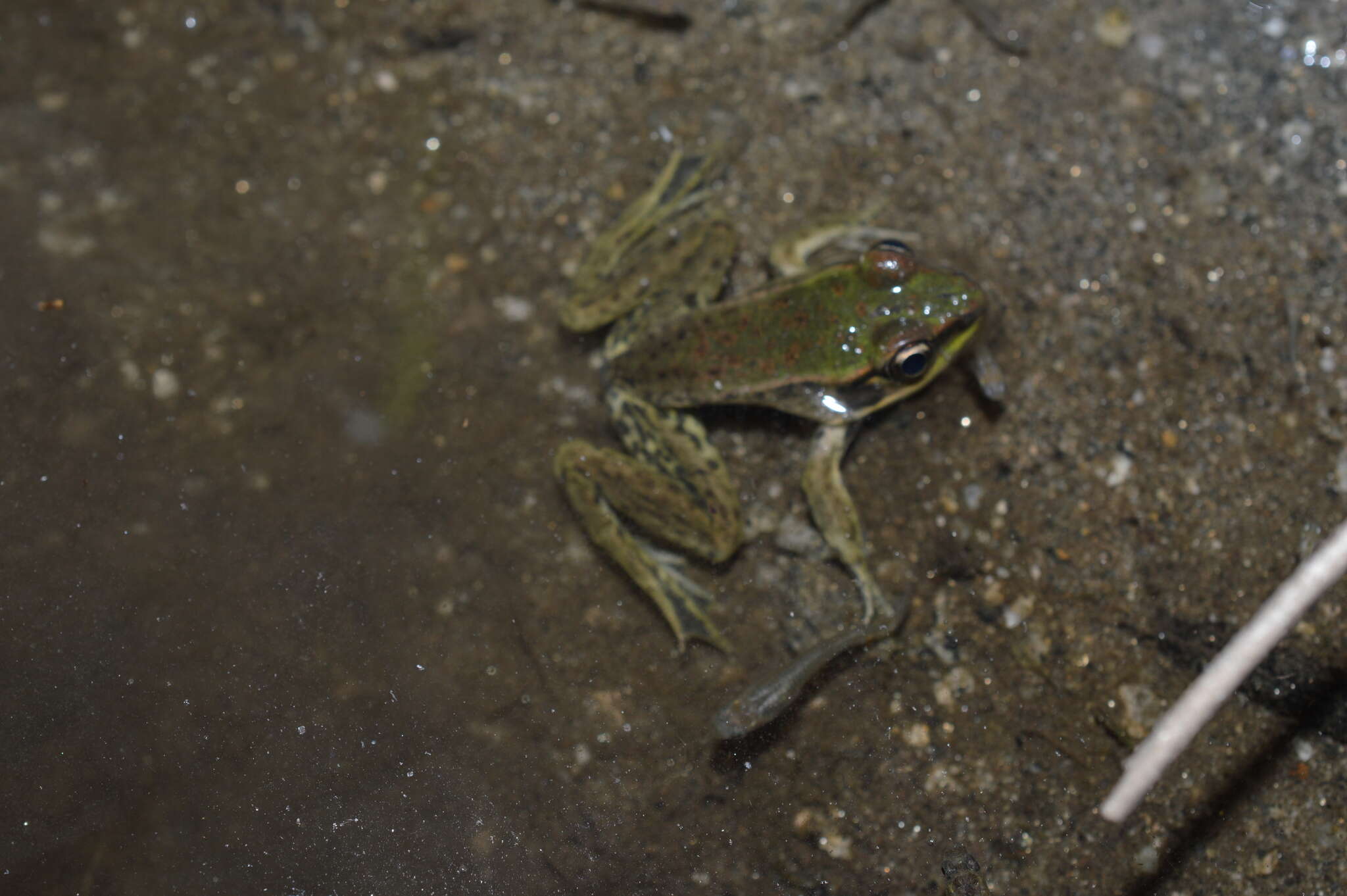 Image of Lithobates bwana (Hillis & de Sá 1988)