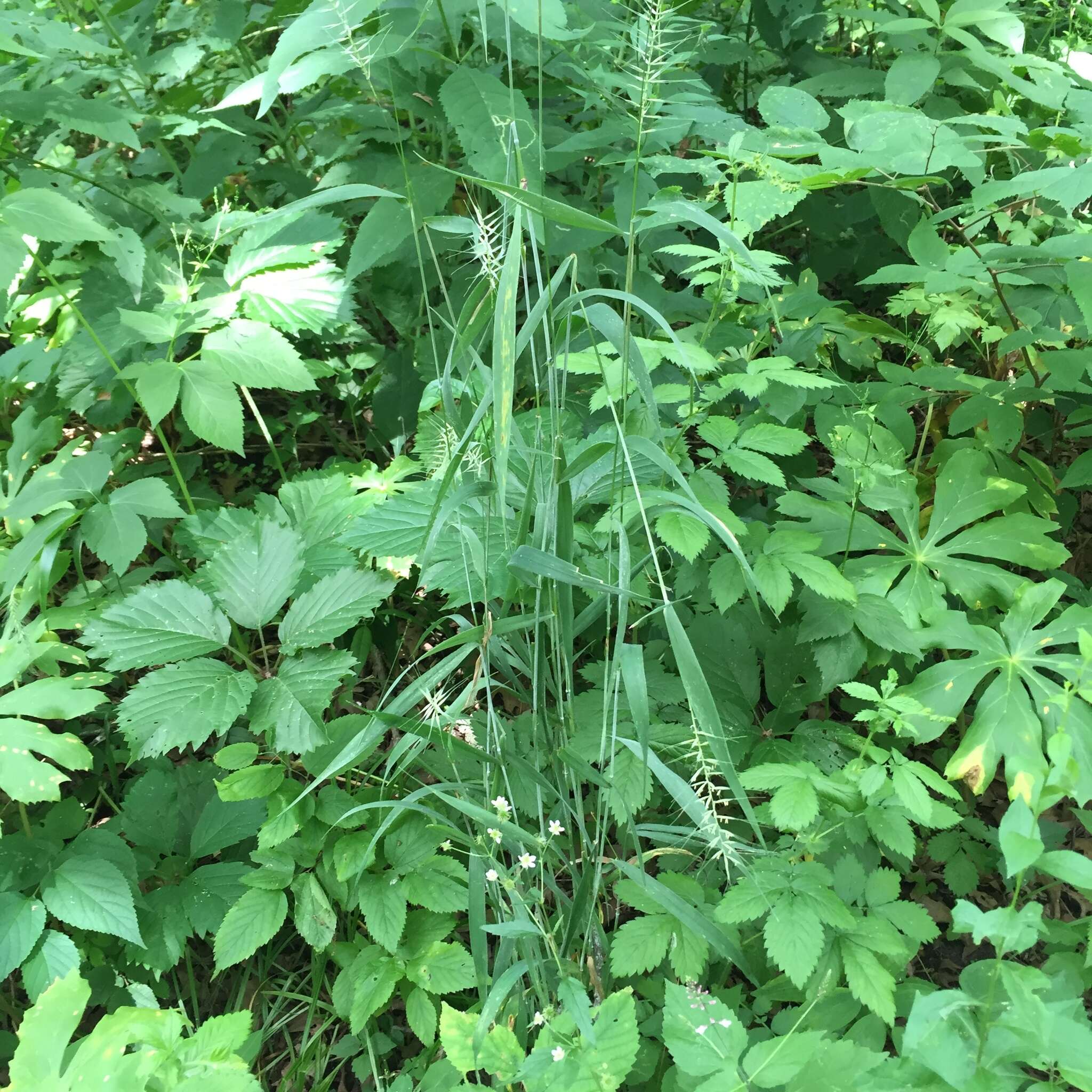 Image of Eastern Bottle-Brush Grass