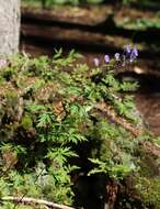 Aconitum nasutum Rchb.的圖片