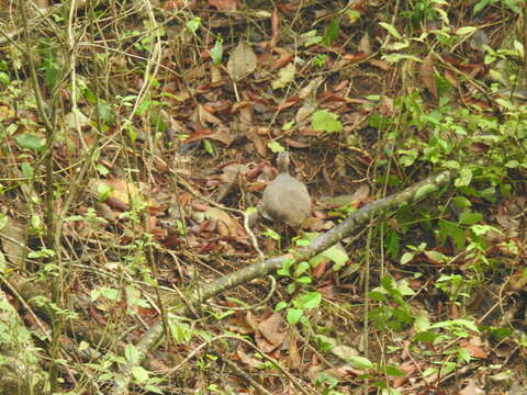 Image of Eastern Thicket Tinamou