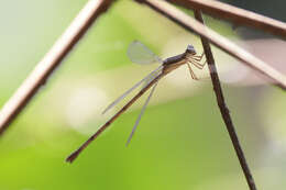 Image of Lestes ochraceus Selys 1862