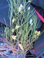 Image of Eremophila gibsonii F. Muell.