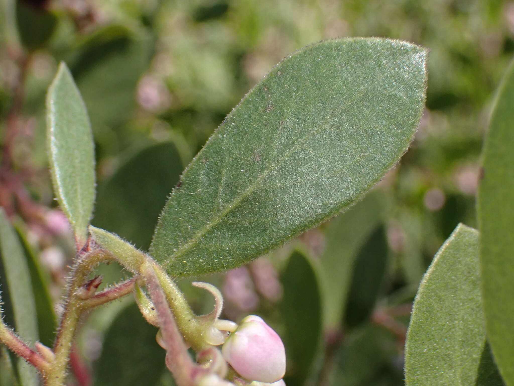 Image of Baker's manzanita