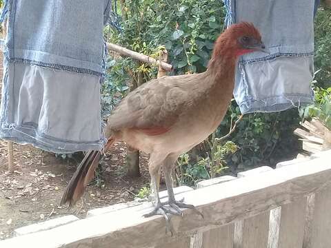 Image of Rufous-headed Chachalaca