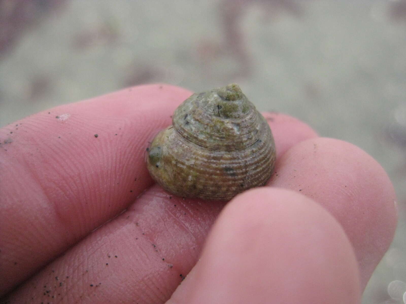 Image of Tiara Top Snail