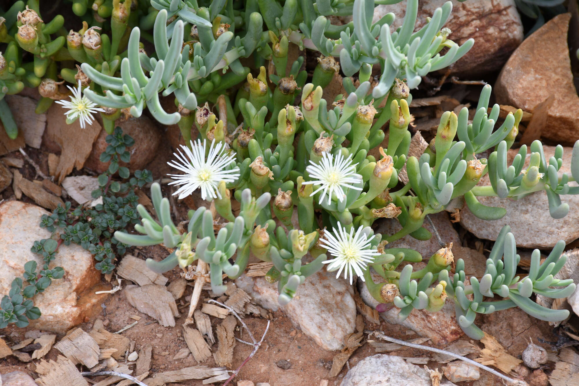 Image of Mesembryanthemum tetragonum Thunb.