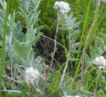 Antennaria friesiana (Trautv.) Ekman resmi