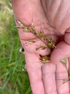 Image of oatgrass