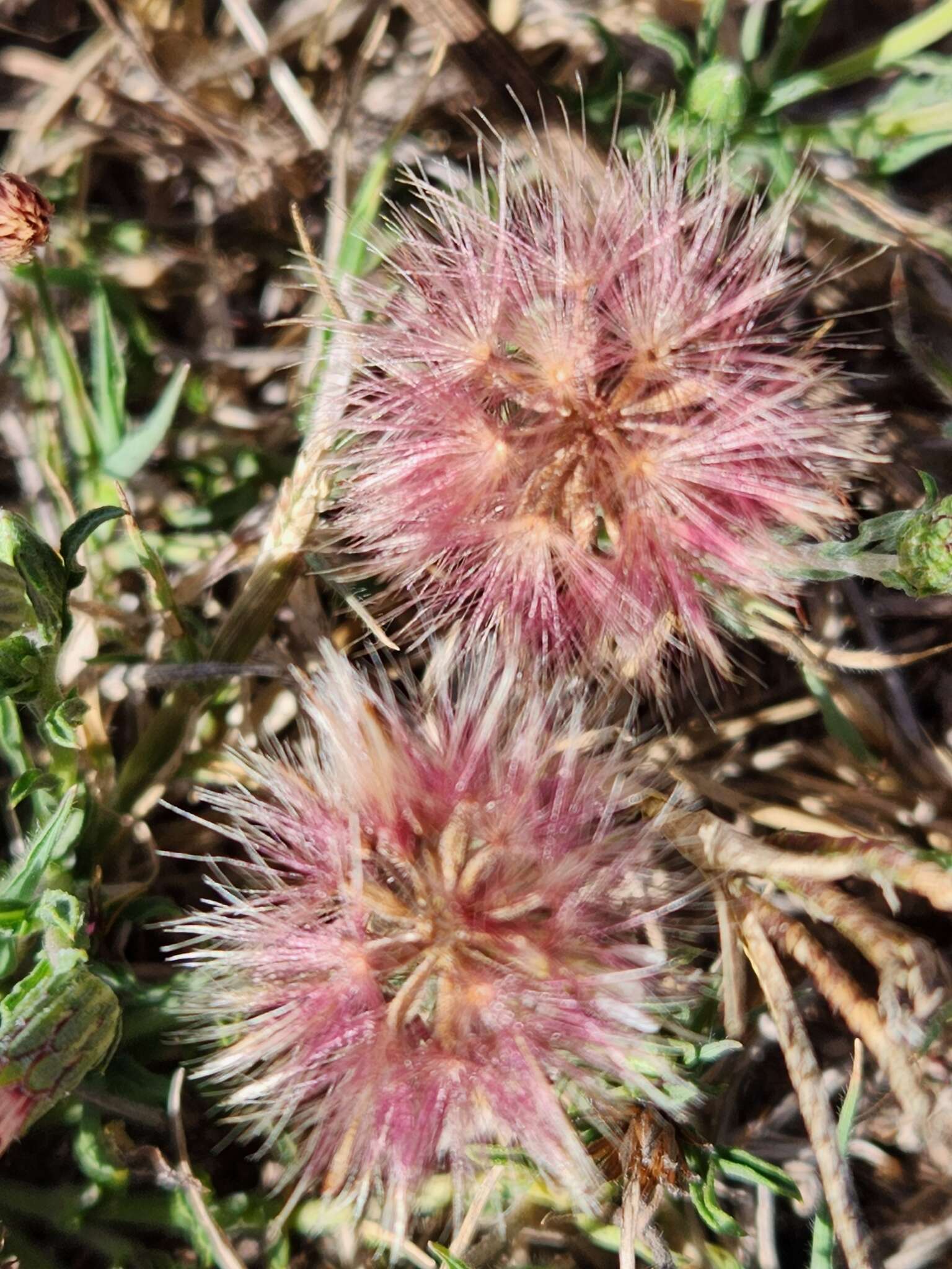 Image of Noticastrum diffusum (Pers.) Cabrera