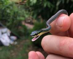 Image of Cope's Parrot Snake