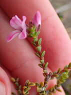 Image of Acmadenia matroosbergensis Phill.