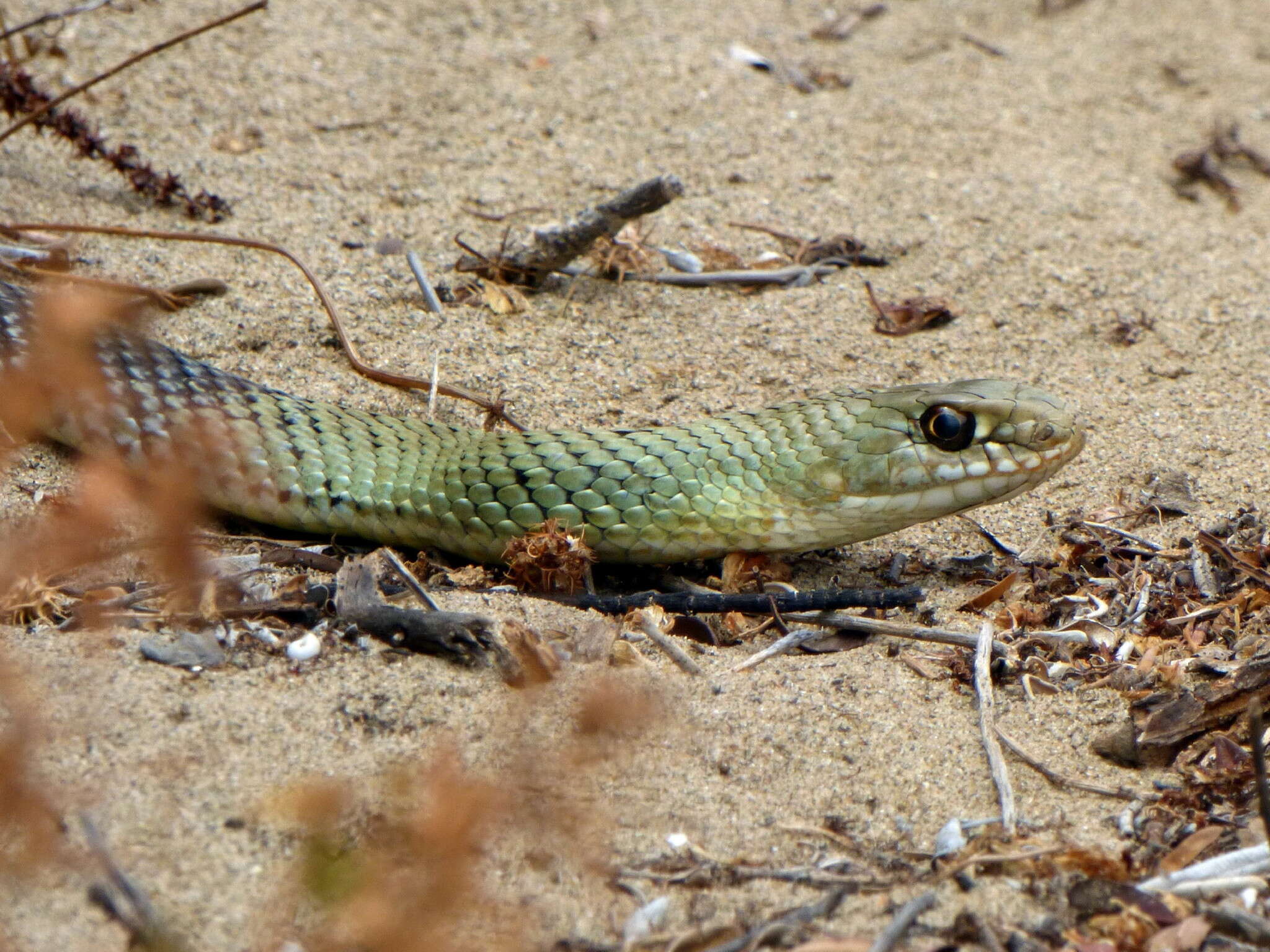 Image of Montpellier Snake