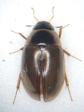 Слика од Enochrus (Lumetus) fuscipennis (Thomson & C. G. 1884)