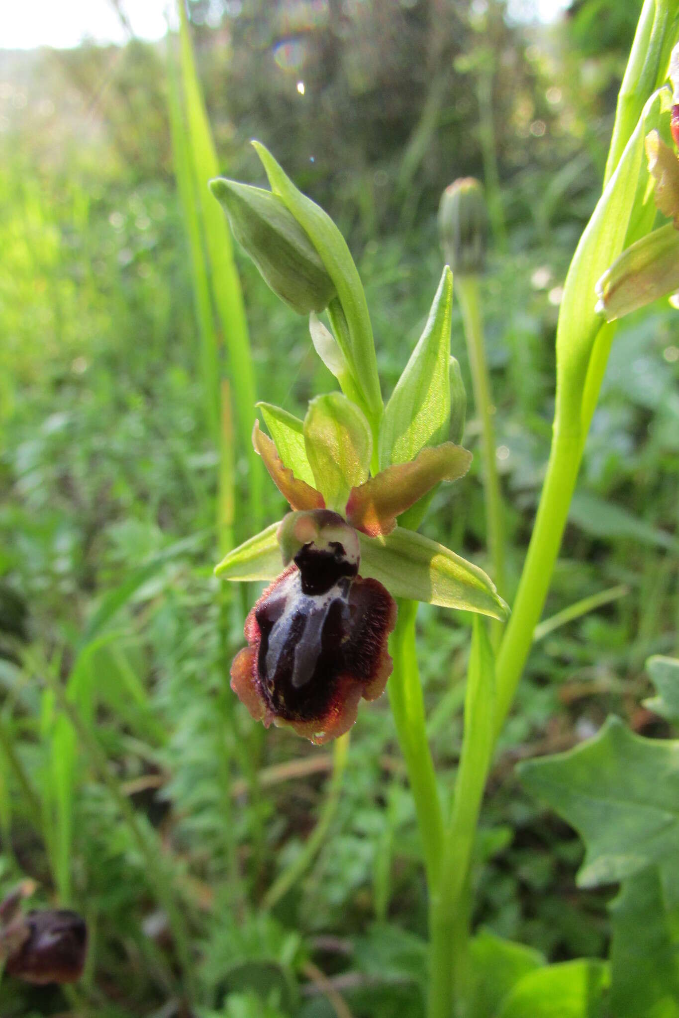 Image of Ophrys sphegodes subsp. passionis (Sennen) Sanz & Nuet