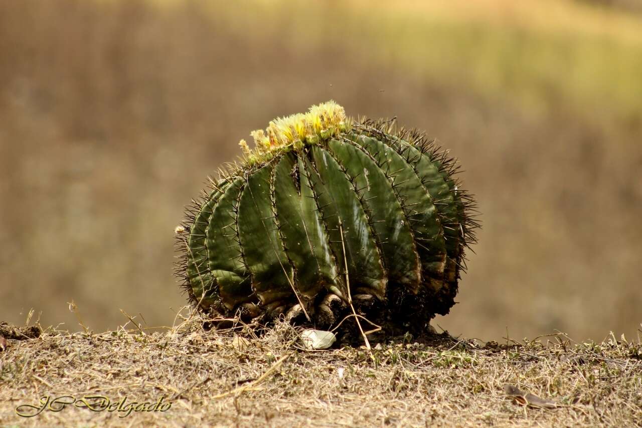 Ferocactus glaucescens (DC.) Britton & Rose resmi