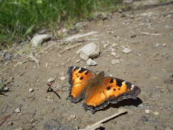 Image of California Tortoiseshell