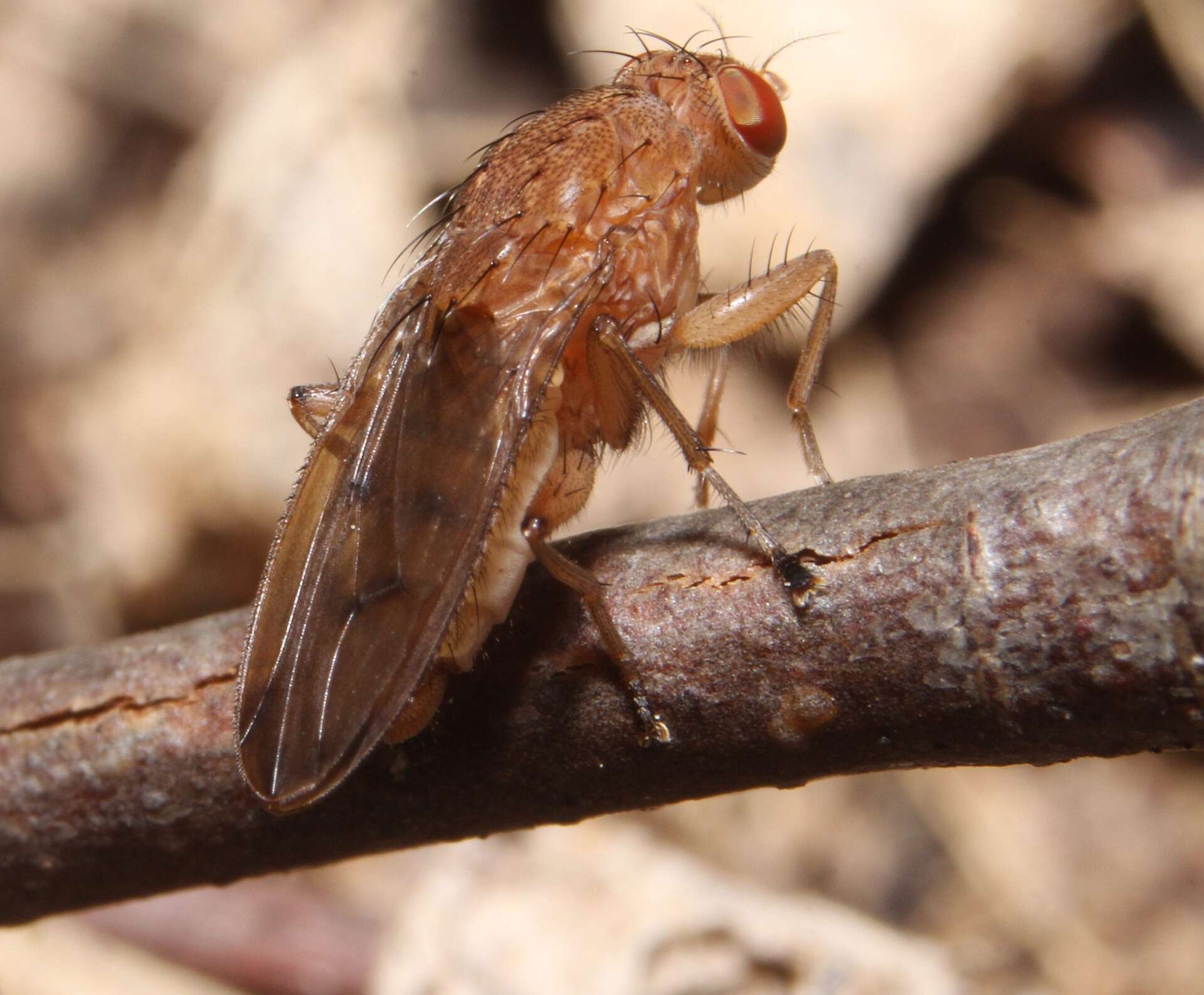 صورة Suillia quinquepunctata (Say 1823)