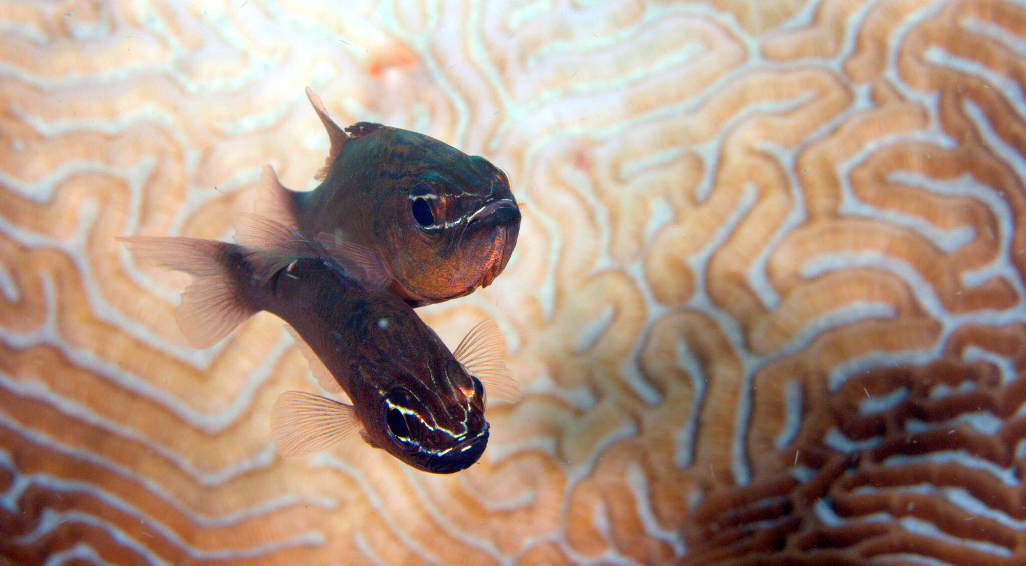 Image of Moluccan cardinalfish