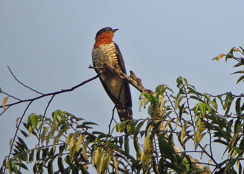 Sivun Cuculus clamosus gabonensis Lafresnaye 1853 kuva