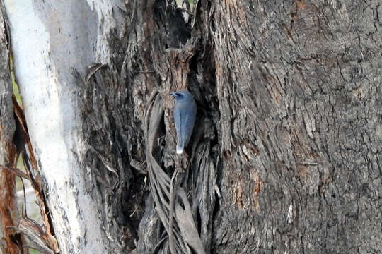 Image of Masked Woodswallow