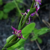 Image of Disperis paludosa Harv. ex Lindl.