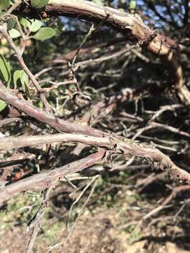 Image of shagbark manzanita