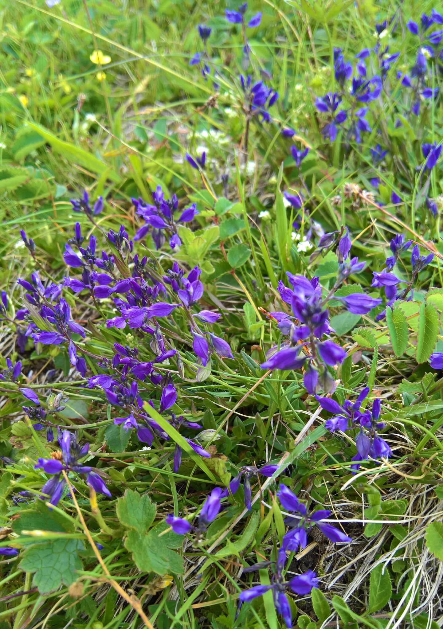 Imagem de Polygala vulgaris subsp. vulgaris