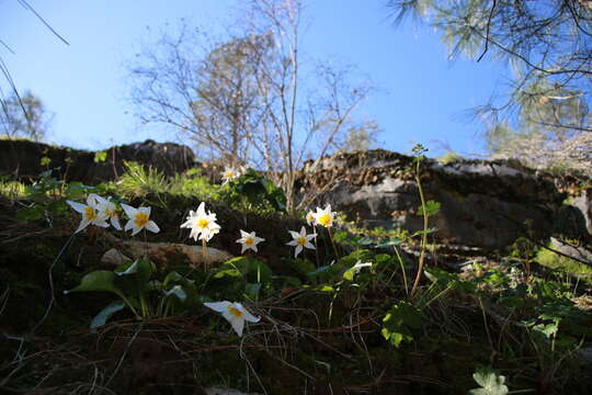 Image of Erythronium shastense D. A. York, J. K. Nelson & D. W. Taylor