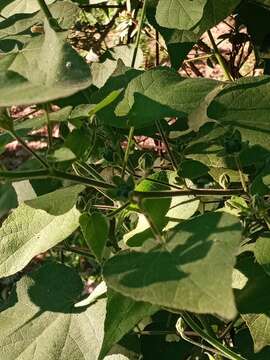 Image of Abutilon percaudatum Hochr.