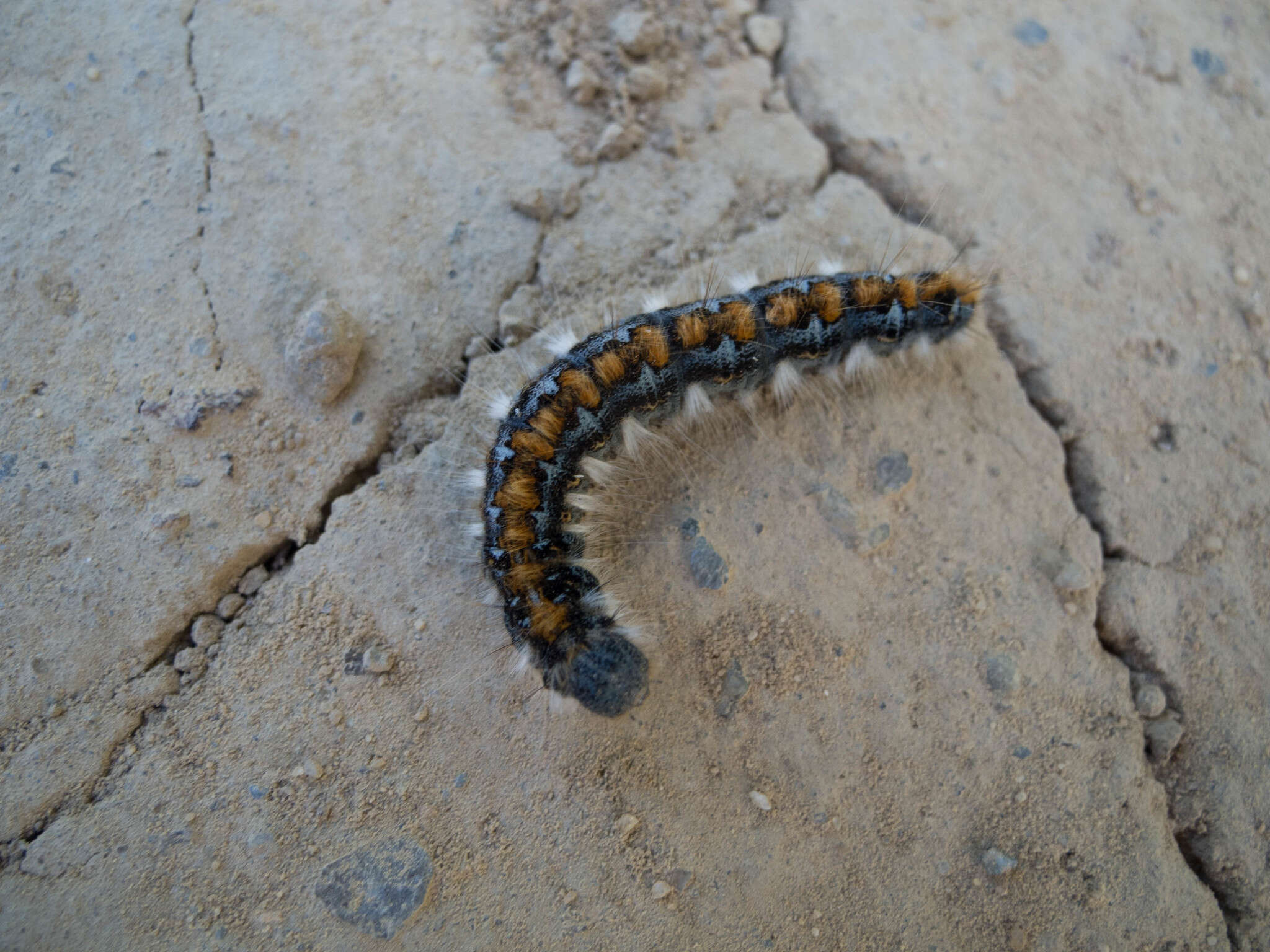 Plancia ëd Malacosoma constricta Edwards 1874