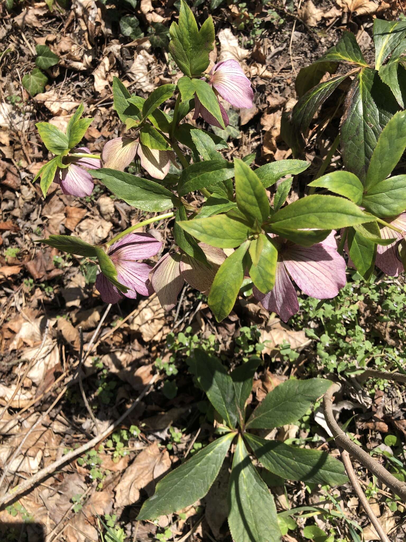 Image of Helleborus × hybridus H. Vilm.