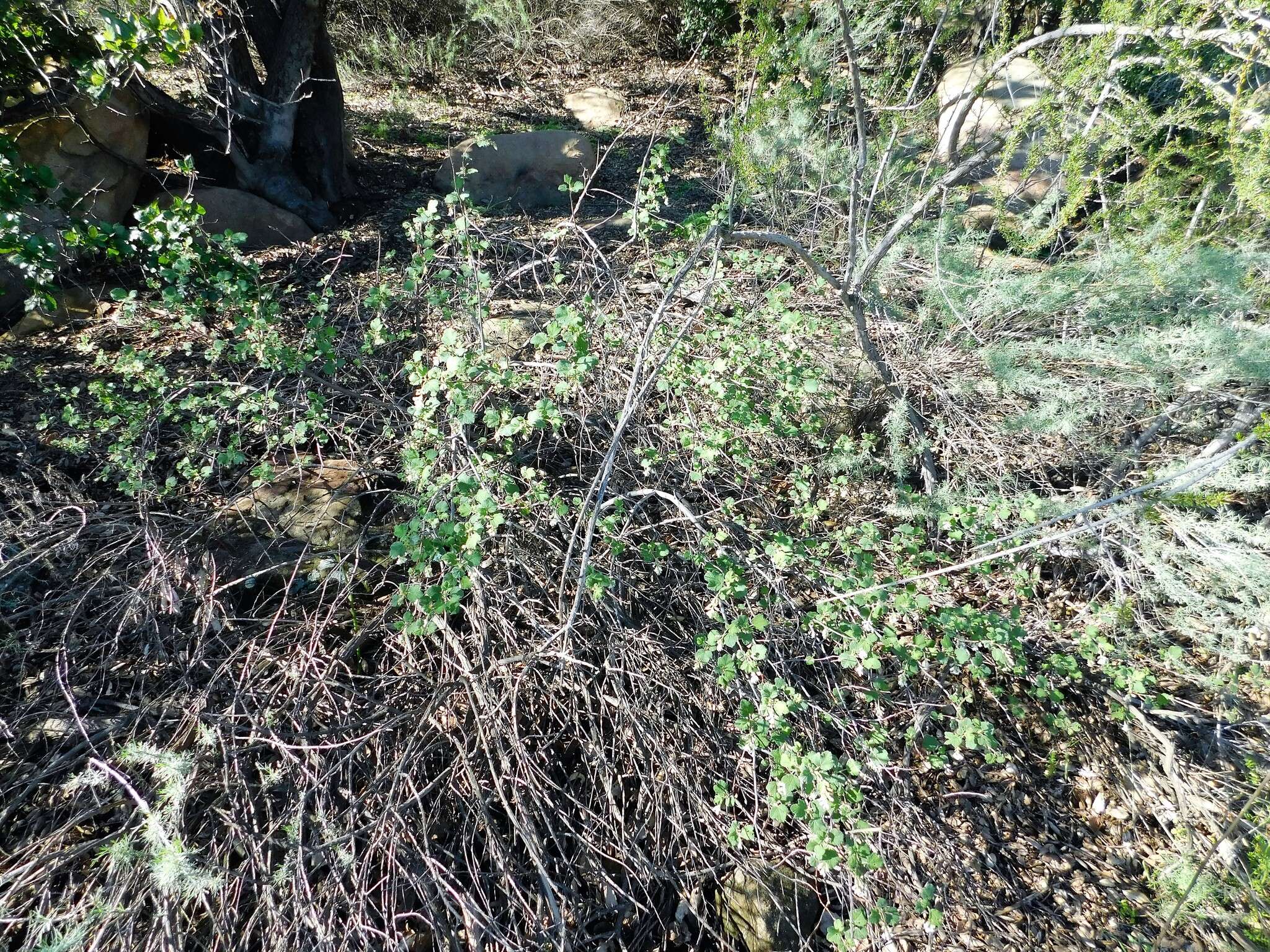 Image of whiteflower currant