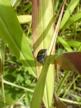 Image of <i>Sphaerocoris annulus</i>