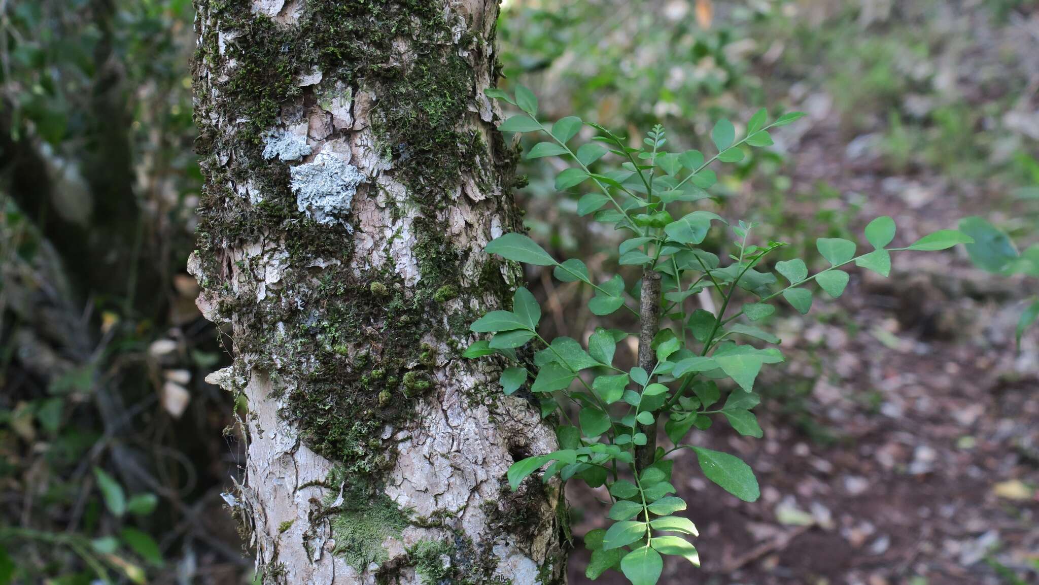 صورة <i>Clausena <i>anisata</i></i> var. anisata