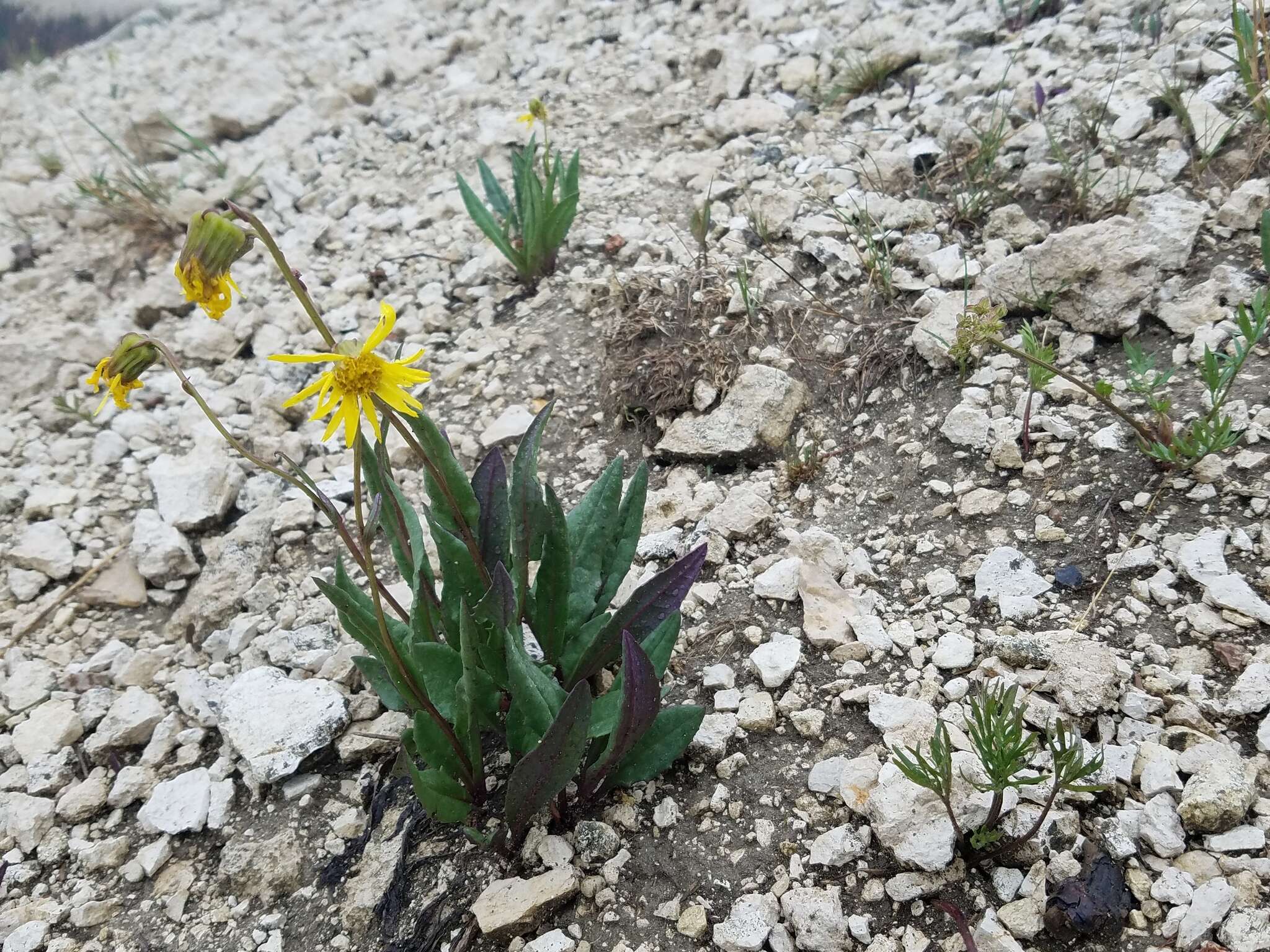 Слика од Senecio amplectens A. Gray