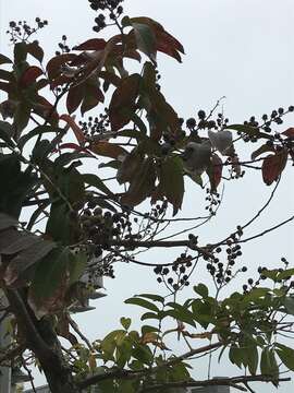 صورة Lagerstroemia speciosa (L.) Pers.