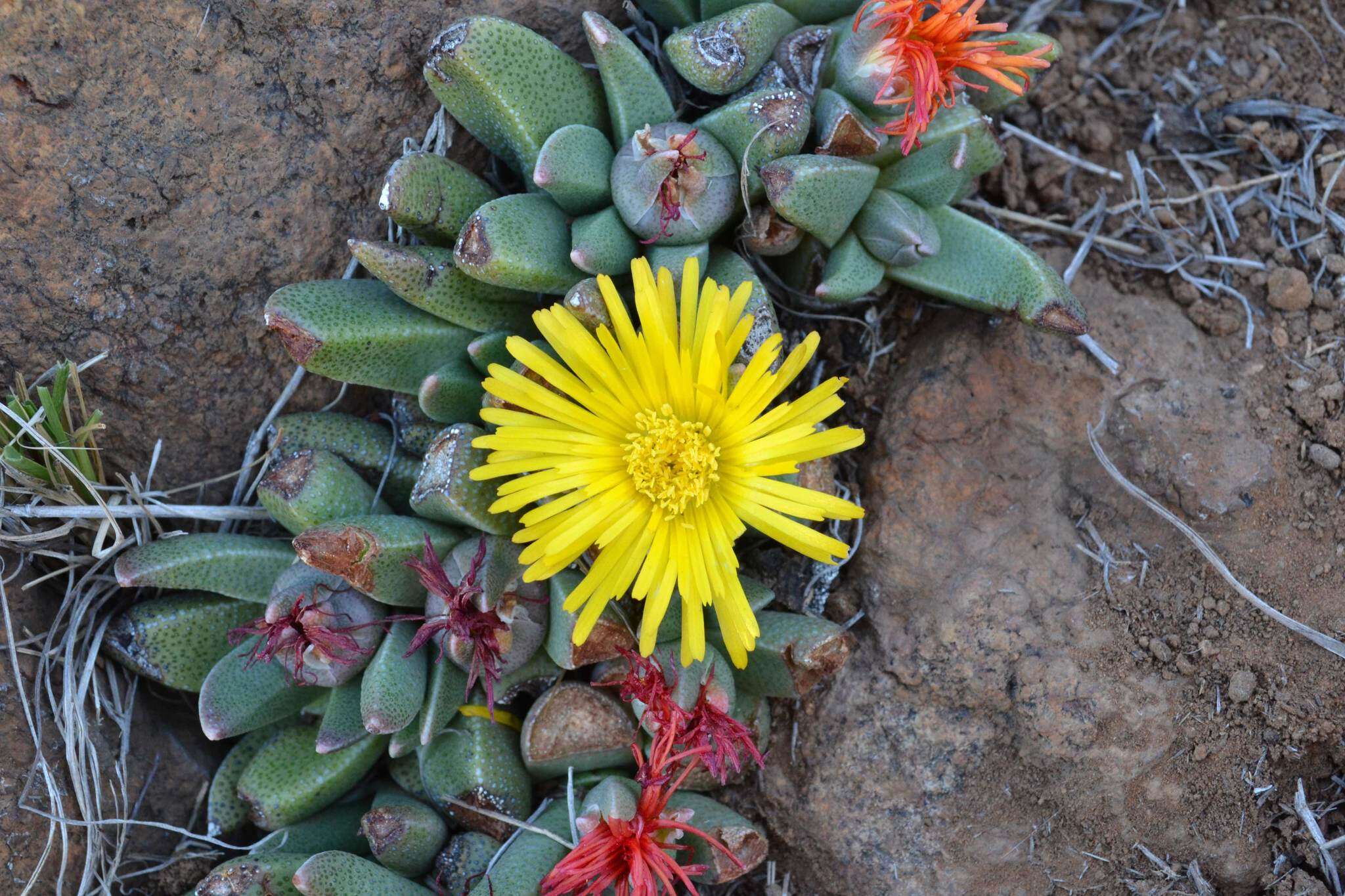 Image of Rabiea albipuncta (Haw.) N. E. Br.