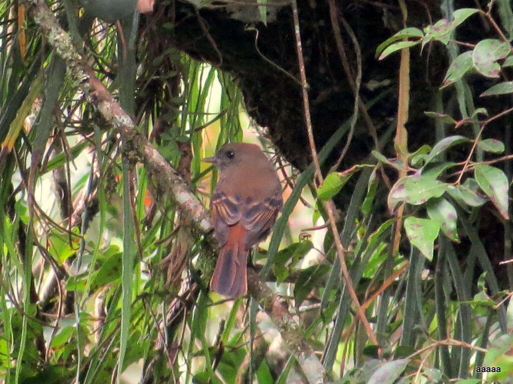 Image of Plumbeous Tyrant