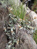 Image of Euchiton umbricola (Willis) A. A. Anderberg