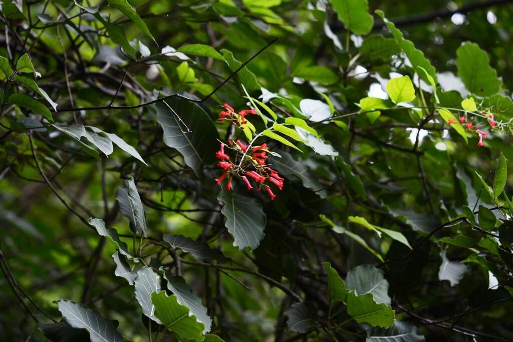 Russelia contrerasii B. L. Turner resmi