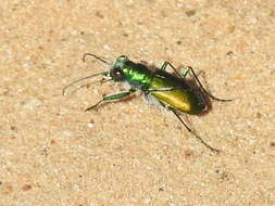 Image of Cicindela (Cicindela) scutellaris flavoviridis Vaurie 1950